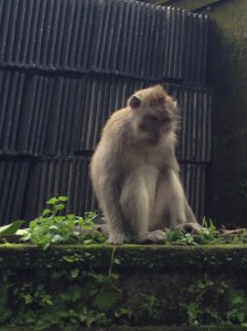 Sweet looking monkey