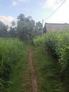 Where there are no roads...