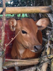 Alive and kicking. Waiting to be hamburger