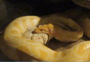 Unhinged - feeding time