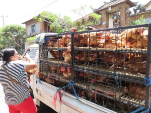 Did somebody order the chicken?