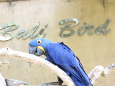 Parrot @ Bali Bird Park