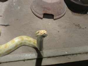 Albino Python. One of the worlds largest snakes. This one is 2 meter