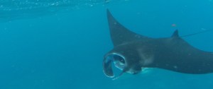 Manta ray feeding
