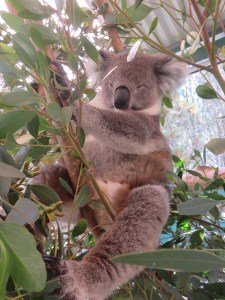 Koala 