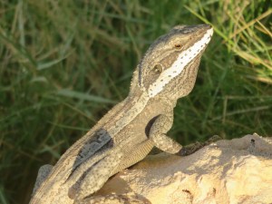 A local little fellow