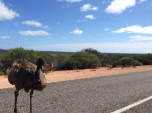 Angry cocky Emu