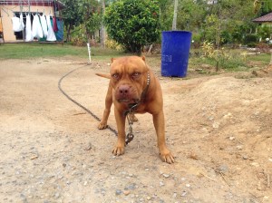 the guard dog at Dragon Muay Thai, right next door to our hotel. Some days does he look like a cuddeling little doggy. Other days, like this...