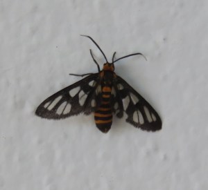 Local bee of some kind by the door to our room