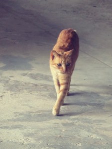 Complimentary cat picture