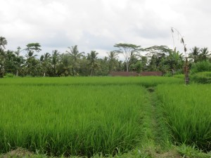 Green fields of rice